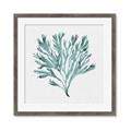 Picture of Teal Coral II  _GroupedProduct_Square_Framed_Matted_