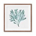 Picture of Teal Coral II  _GroupedProduct_Square_Framed_Matted_