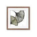 Picture of Ginko Leaves I _GroupedProduct_Square_Framed_Matted_