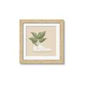 Picture of Plant Shoe Beige _GroupedProduct_Square_Framed_Matted_
