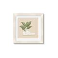 Picture of Plant Shoe Beige _GroupedProduct_Square_Framed_Matted_