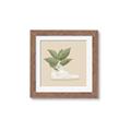 Picture of Plant Shoe Beige _GroupedProduct_Square_Framed_Matted_