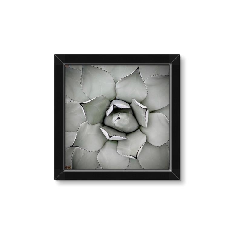 Picture of Eye of the Succulent _GroupedProduct_Square_Photography _GroupedProduct_Square_Framed_Matted_