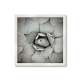 Picture of Eye of the Succulent _GroupedProduct_Square_Photography _GroupedProduct_Square_Framed_Matted_