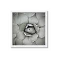 Picture of Eye of the Succulent _GroupedProduct_Square_Photography _GroupedProduct_Square_Framed_Matted_