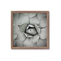 Picture of Eye of the Succulent _GroupedProduct_Square_Photography _GroupedProduct_Square_Framed_Matted_