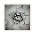 Picture of Eye of the Succulent _GroupedProduct_Square_Photography _GroupedProduct_Square_Framed_Matted_