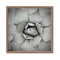 Picture of Eye of the Succulent _GroupedProduct_Square_Photography _GroupedProduct_Square_Framed_Matted_