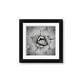 Picture of Eye of the Succulent _GroupedProduct_Square_Photography _GroupedProduct_Square_Framed_Matted_