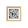 Picture of Eye of the Succulent _GroupedProduct_Square_Photography _GroupedProduct_Square_Framed_Matted_