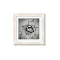 Picture of Eye of the Succulent _GroupedProduct_Square_Photography _GroupedProduct_Square_Framed_Matted_