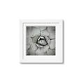 Picture of Eye of the Succulent _GroupedProduct_Square_Photography _GroupedProduct_Square_Framed_Matted_