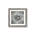 Picture of Eye of the Succulent _GroupedProduct_Square_Photography _GroupedProduct_Square_Framed_Matted_