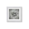 Picture of Eye of the Succulent _GroupedProduct_Square_Photography _GroupedProduct_Square_Framed_Matted_