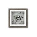 Picture of Eye of the Succulent _GroupedProduct_Square_Photography _GroupedProduct_Square_Framed_Matted_