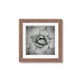 Picture of Eye of the Succulent _GroupedProduct_Square_Photography _GroupedProduct_Square_Framed_Matted_