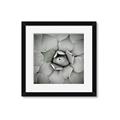 Picture of Eye of the Succulent _GroupedProduct_Square_Photography _GroupedProduct_Square_Framed_Matted_