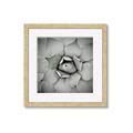 Picture of Eye of the Succulent _GroupedProduct_Square_Photography _GroupedProduct_Square_Framed_Matted_