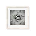 Picture of Eye of the Succulent _GroupedProduct_Square_Photography _GroupedProduct_Square_Framed_Matted_