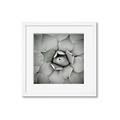 Picture of Eye of the Succulent _GroupedProduct_Square_Photography _GroupedProduct_Square_Framed_Matted_