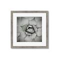 Picture of Eye of the Succulent _GroupedProduct_Square_Photography _GroupedProduct_Square_Framed_Matted_