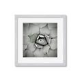 Picture of Eye of the Succulent _GroupedProduct_Square_Photography _GroupedProduct_Square_Framed_Matted_