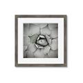Picture of Eye of the Succulent _GroupedProduct_Square_Photography _GroupedProduct_Square_Framed_Matted_