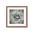 Picture of Eye of the Succulent _GroupedProduct_Square_Photography _GroupedProduct_Square_Framed_Matted_