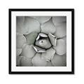 Picture of Eye of the Succulent _GroupedProduct_Square_Photography _GroupedProduct_Square_Framed_Matted_