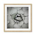 Picture of Eye of the Succulent _GroupedProduct_Square_Photography _GroupedProduct_Square_Framed_Matted_