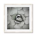 Picture of Eye of the Succulent _GroupedProduct_Square_Photography _GroupedProduct_Square_Framed_Matted_