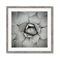 Picture of Eye of the Succulent _GroupedProduct_Square_Photography _GroupedProduct_Square_Framed_Matted_