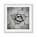 Picture of Eye of the Succulent _GroupedProduct_Square_Photography _GroupedProduct_Square_Framed_Matted_