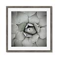 Picture of Eye of the Succulent _GroupedProduct_Square_Photography _GroupedProduct_Square_Framed_Matted_
