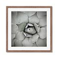 Picture of Eye of the Succulent _GroupedProduct_Square_Photography _GroupedProduct_Square_Framed_Matted_