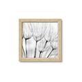 Picture of B&W Flowers end _GroupedProduct_Square_Photography _GroupedProduct_Square_Framed_Matted_