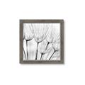 Picture of B&W Flowers end _GroupedProduct_Square_Photography _GroupedProduct_Square_Framed_Matted_