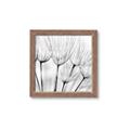 Picture of B&W Flowers end _GroupedProduct_Square_Photography _GroupedProduct_Square_Framed_Matted_