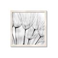 Picture of B&W Flowers end _GroupedProduct_Square_Photography _GroupedProduct_Square_Framed_Matted_