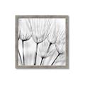 Picture of B&W Flowers end _GroupedProduct_Square_Photography _GroupedProduct_Square_Framed_Matted_