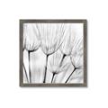 Picture of B&W Flowers end _GroupedProduct_Square_Photography _GroupedProduct_Square_Framed_Matted_