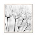 Picture of B&W Flowers end _GroupedProduct_Square_Photography _GroupedProduct_Square_Framed_Matted_