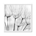 Picture of B&W Flowers end _GroupedProduct_Square_Photography _GroupedProduct_Square_Framed_Matted_