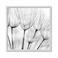 Picture of B&W Flowers end _GroupedProduct_Square_Photography _GroupedProduct_Square_Framed_Matted_