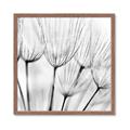 Picture of B&W Flowers end _GroupedProduct_Square_Photography _GroupedProduct_Square_Framed_Matted_