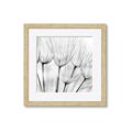 Picture of B&W Flowers end _GroupedProduct_Square_Photography _GroupedProduct_Square_Framed_Matted_