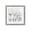 Picture of B&W Flowers end _GroupedProduct_Square_Photography _GroupedProduct_Square_Framed_Matted_