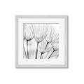 Picture of B&W Flowers end _GroupedProduct_Square_Photography _GroupedProduct_Square_Framed_Matted_