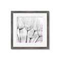 Picture of B&W Flowers end _GroupedProduct_Square_Photography _GroupedProduct_Square_Framed_Matted_