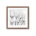 Picture of B&W Flowers end _GroupedProduct_Square_Photography _GroupedProduct_Square_Framed_Matted_